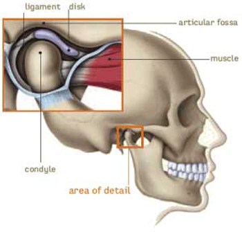 Diagram of the TMJ joint and its associated bones, muscles and ligaments.